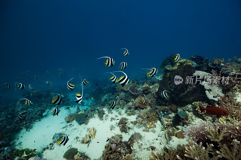 长鳍鳍鳍鱼鹬学校，Gili Lawa Darat，科莫多国家公园，印度尼西亚